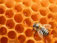 пчела, мед, соты